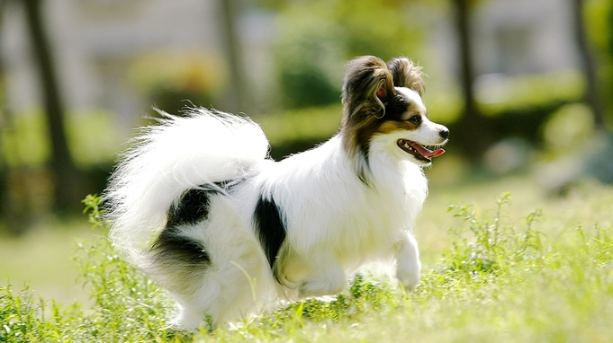 【ペット同伴OK！春夏秋】愛犬と一緒〇自家栽培野菜を使用した手作り料理でおもてなし/2食付プラン